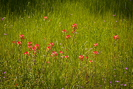 Indian Paintbrush in Grass, Hill Country, TX